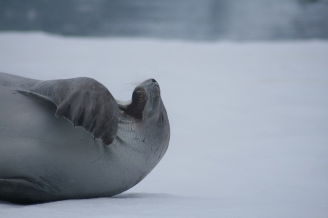 Seal yawn