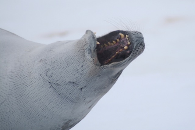 Look at those teeth!