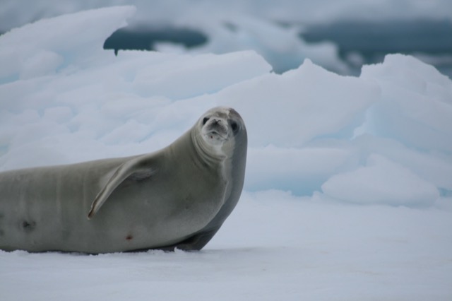Crabeater Seal
