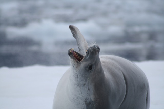 Another seal yawn showing off those awesome teeth