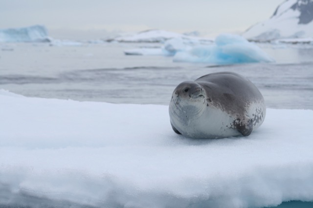 Crabeater Seal