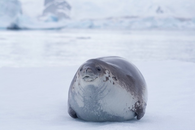 Crabeater Seal
