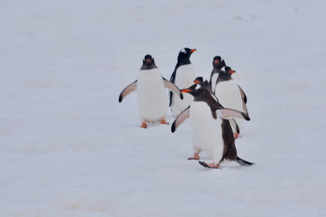 Gentoo Penguins