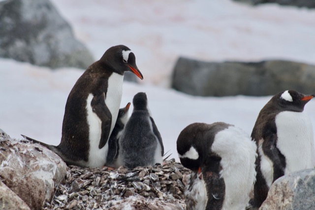 Penguin chicks eagerly awaiting more food