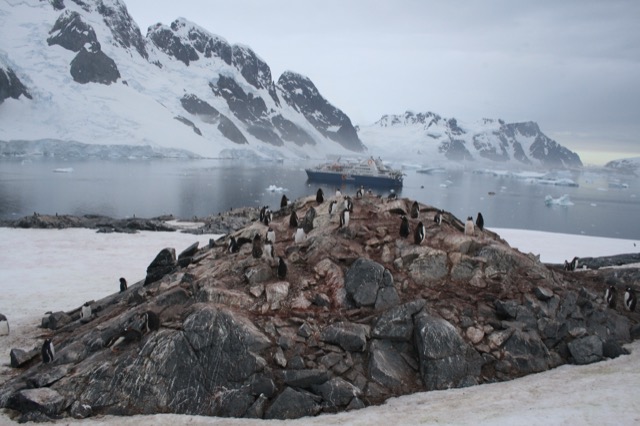 Gentoo Penguins with our ship in the background