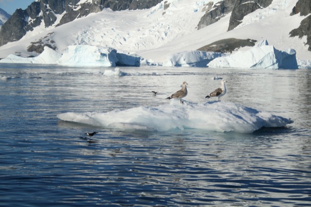 Juvenile Kelp Gulls with a Wilson's Storm Petrel