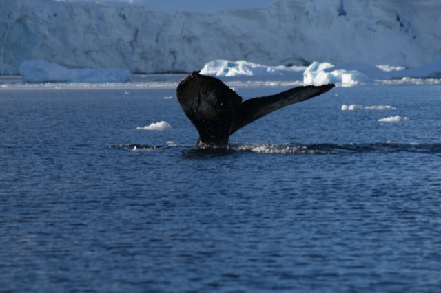 Humpback Whale diving