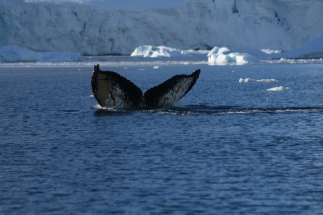 Humpback Whale diving