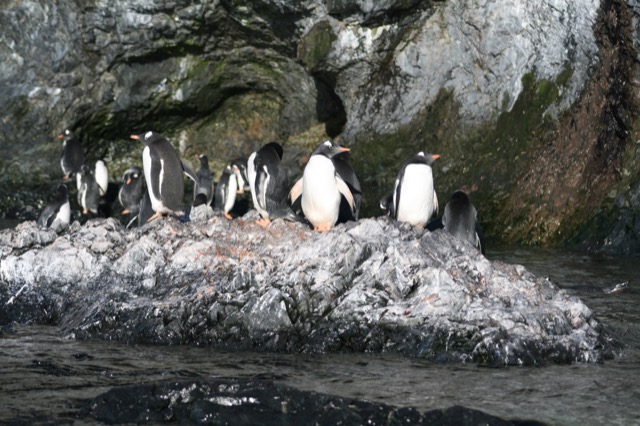 Gentoo Penguins