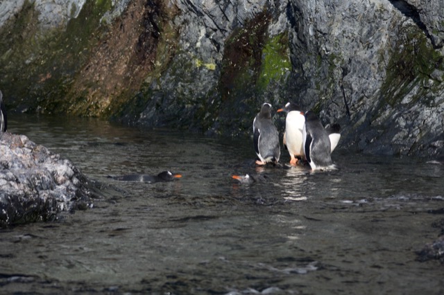 Gentoo Penguins