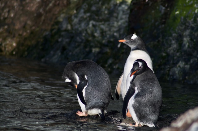 Gentoo Penguins