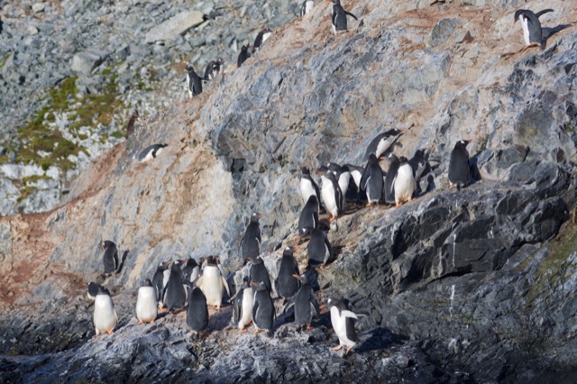 Gentoo Penguins