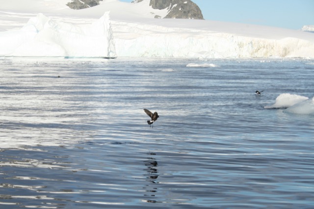 Wilson's Storm Petrels picking up bits of leftover penguin guts
