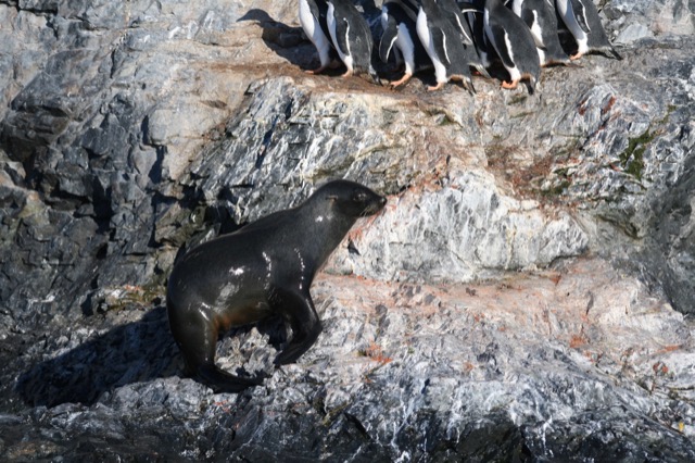 Fur Seal resting on the rocks