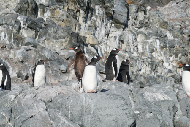 Gentoo Penguins