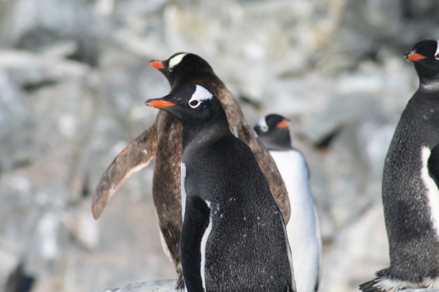 Gentoo Penguins
