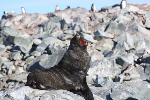 Tired Fur Seal