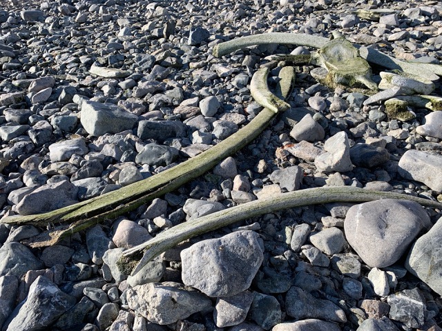 Whale bones that are possibly a hundred years old