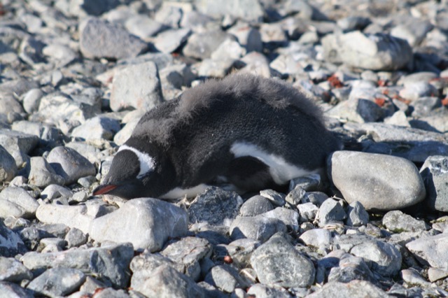 Fluffy, full youngster