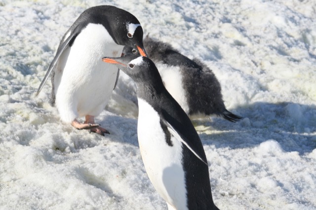 Gentoo Penguins