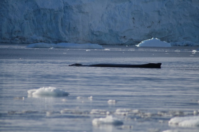Humpback Whale floating on the surface