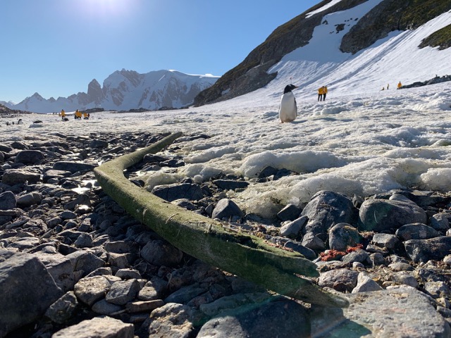 Whale bone with a penguin