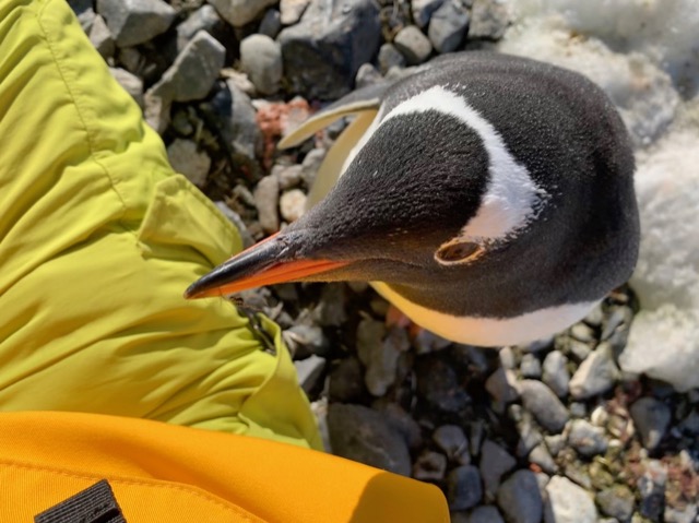 Gentoo Penguin head