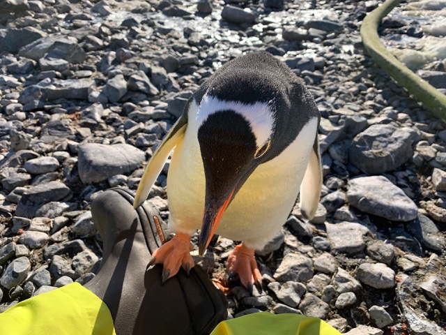 He even tried to step on me