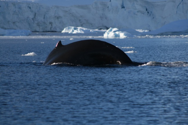 Humpback Whale diving