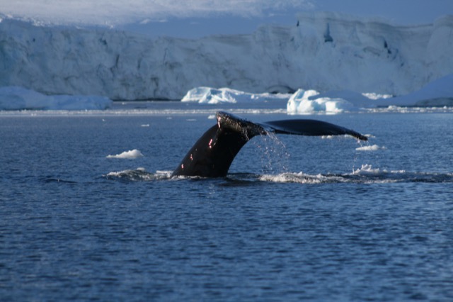 Humpback Whale diving