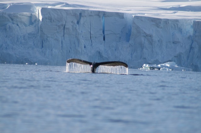 Water dripping from the fluke