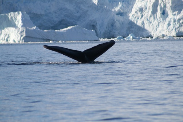 Another humpback fluke...it was a good day for whales!