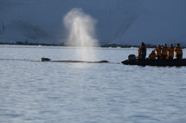 Guide Tom's boat got really close to one whale