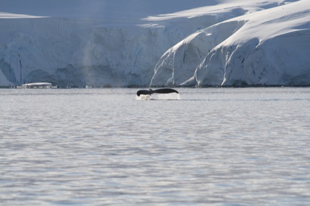 Another humpback fluke