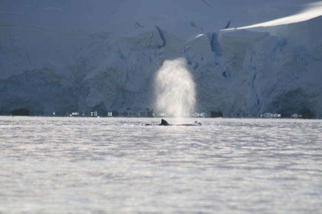Humpback blow