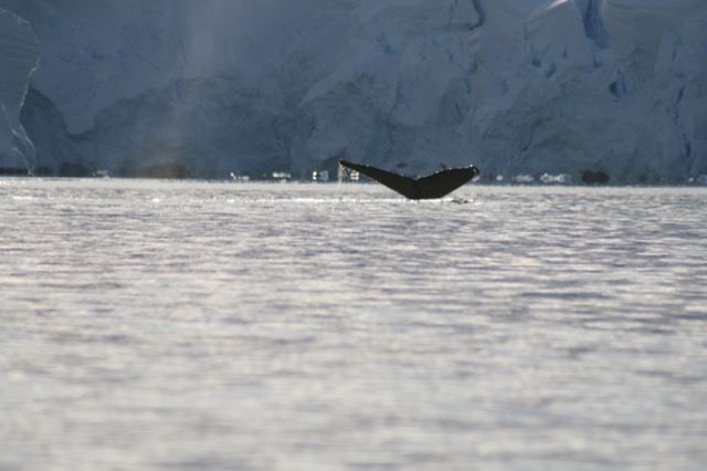 Humpback fluke