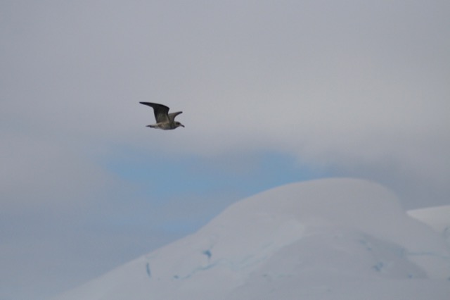 Juvenile Kelp Gull