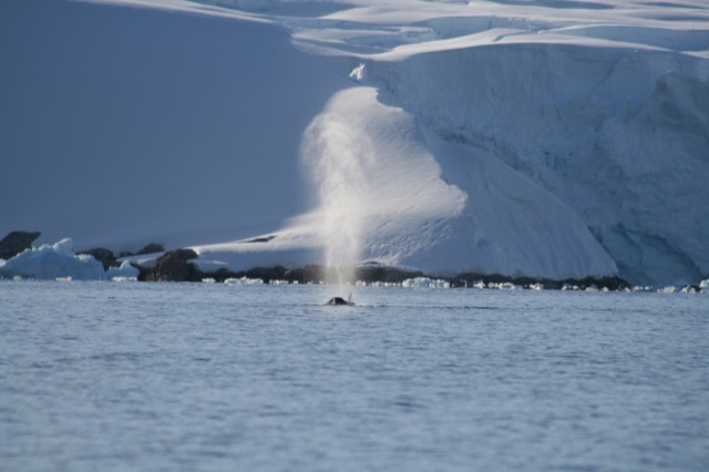 Humpback Blow