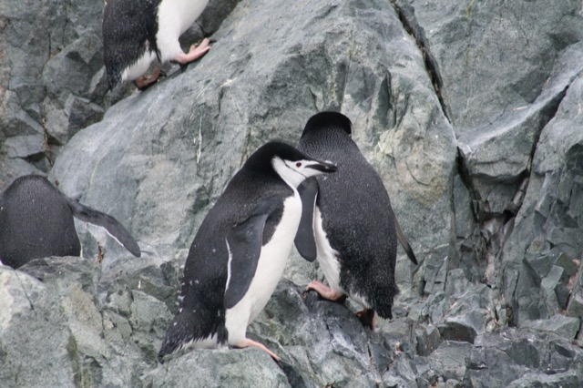Chinstrap Penguins