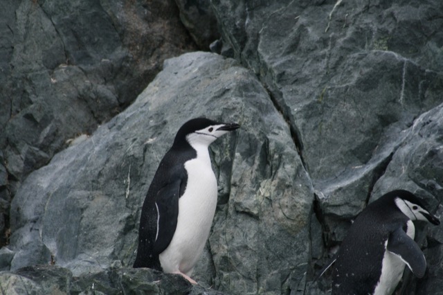 Chinstrap Penguins
