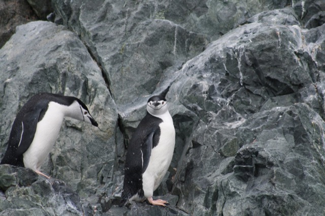 Chinstrap Penguins