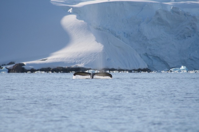 Humpback Fluke...going...