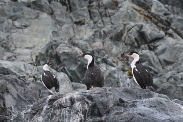 Antarctic Coromorants
