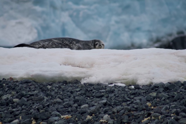 Weddel Seal