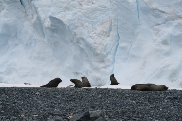 Antarctic Fur Seals