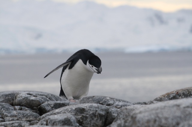 Chinstrap Penguin