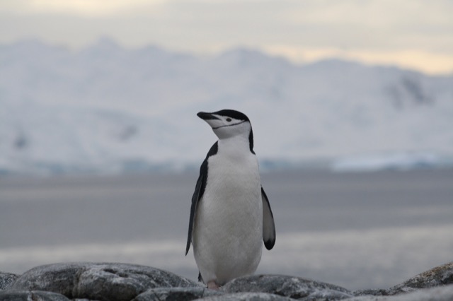 Chinstrap Penguin