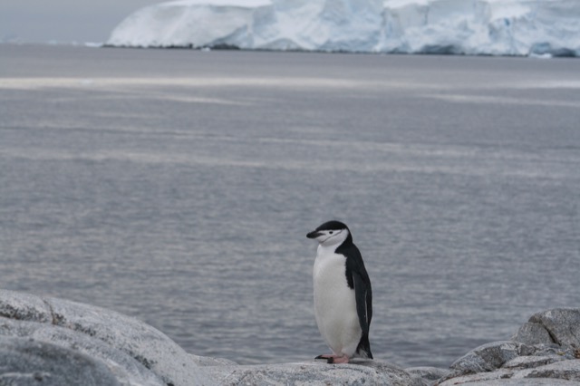 Chinstrap Penguin