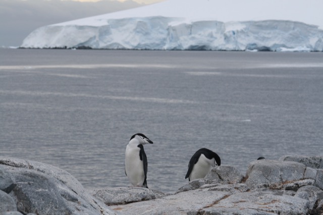 Chinstrap Penguins
