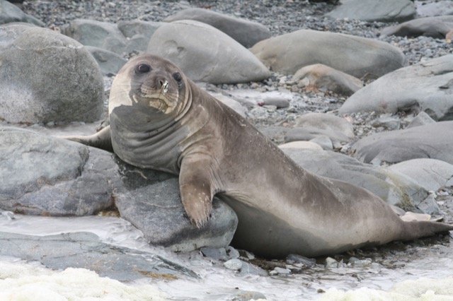 Elephant Seal